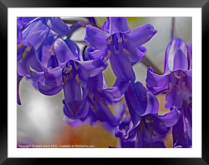 Bluebell Bliss Framed Mounted Print by Mark Ward
