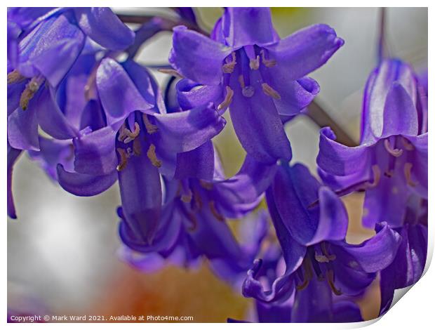 Bluebell Bliss Print by Mark Ward
