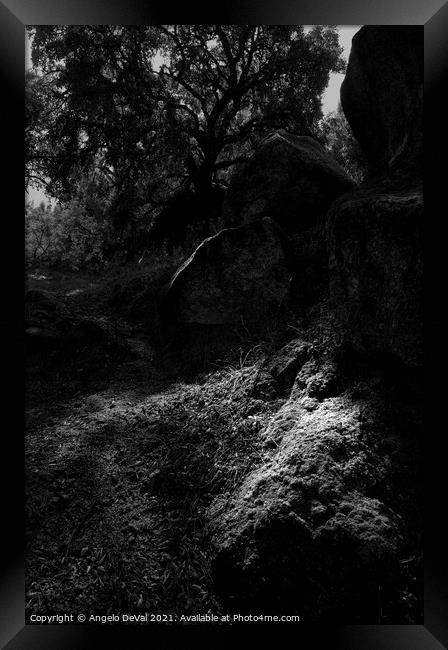 Forest Spot Light Framed Print by Angelo DeVal