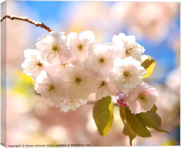 Cherry Blossom Canvas Print by Simon Johnson