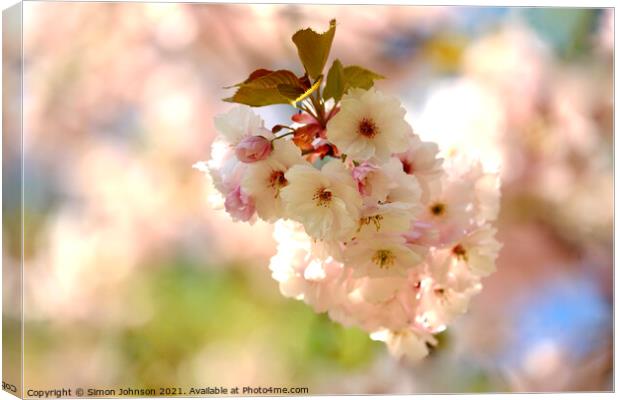 Cherry Blossom Canvas Print by Simon Johnson