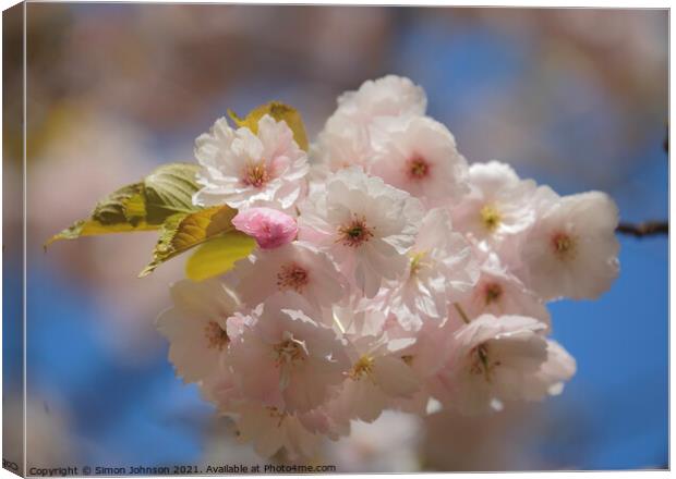Sunlit Cherry Blossom  Canvas Print by Simon Johnson