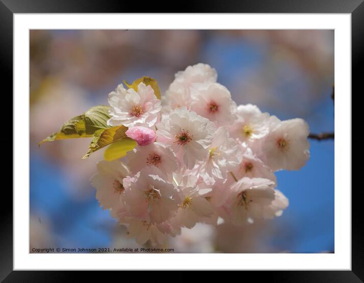 Sunlit Cherry Blossom  Framed Mounted Print by Simon Johnson