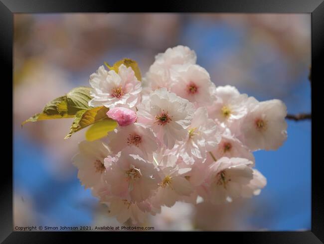 Sunlit Cherry Blossom  Framed Print by Simon Johnson