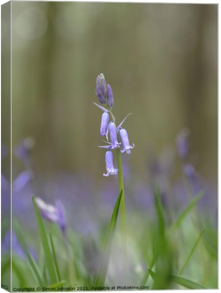 Bluebell  flower Canvas Print by Simon Johnson