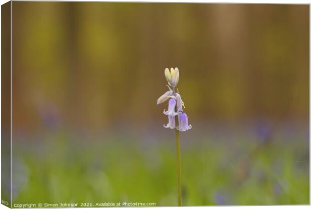 Isolated bluebell flower Canvas Print by Simon Johnson