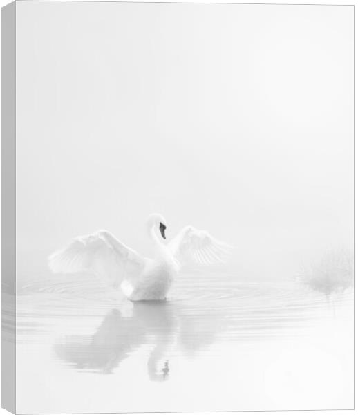 Stour Swan, Pure and Simple Canvas Print by David Neighbour