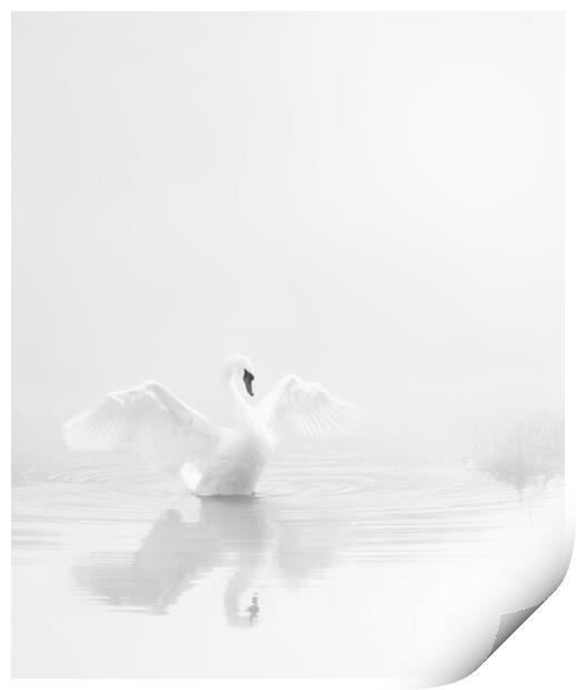 Stour Swan, Pure and Simple Print by David Neighbour