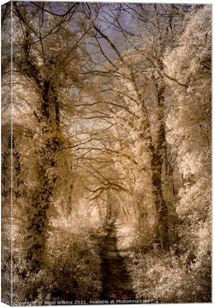 A Path Through the Trees Canvas Print by Nigel Wilkins