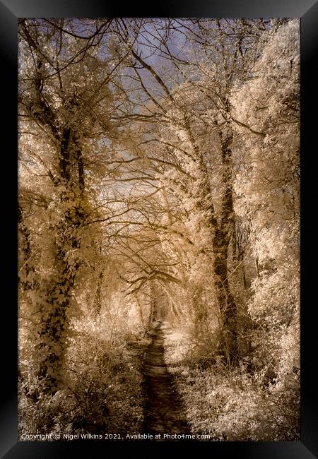A Path Through the Trees Framed Print by Nigel Wilkins