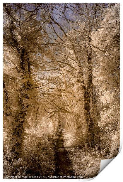 A Path Through the Trees Print by Nigel Wilkins
