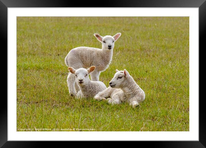 Spring Lambs Framed Mounted Print by Nigel Wilkins