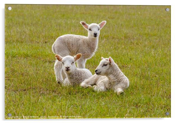Spring Lambs Acrylic by Nigel Wilkins