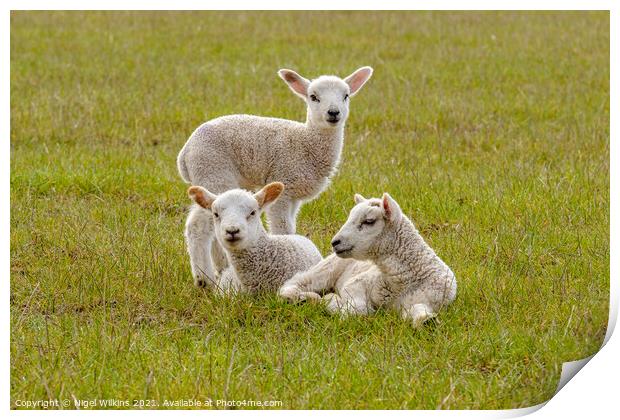 Spring Lambs Print by Nigel Wilkins