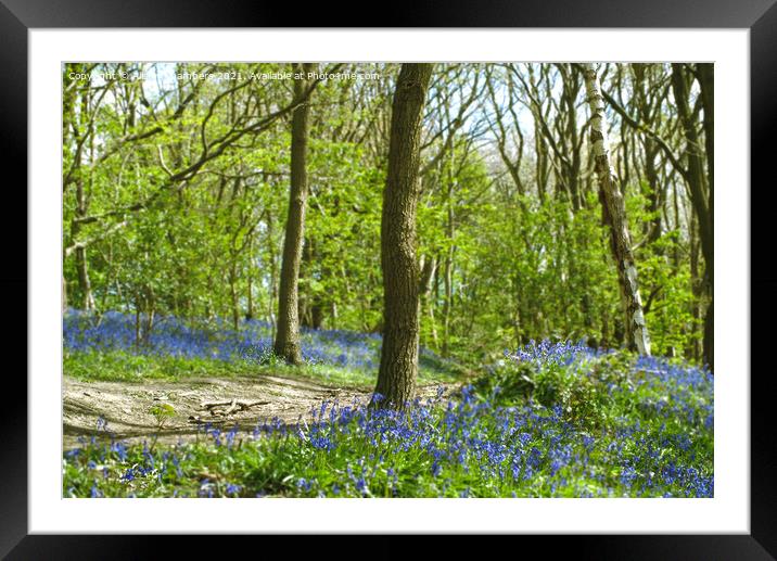 Yorkshire Bluebell Walk Framed Mounted Print by Alison Chambers
