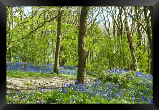 Yorkshire Bluebell Walk Framed Print by Alison Chambers