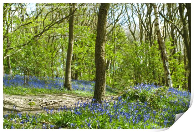Yorkshire Bluebell Walk Print by Alison Chambers