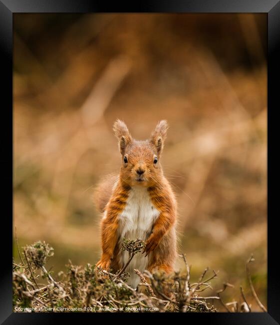 A Red Squirrel standing on a dry grass field Framed Print by Gary Clarricoates