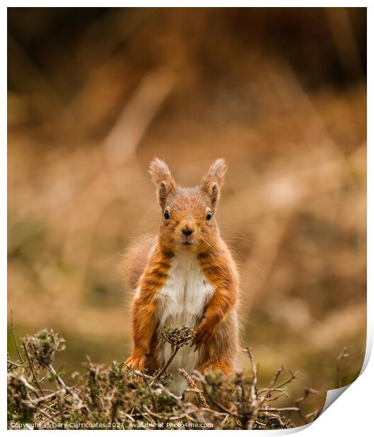 A Red Squirrel standing on a dry grass field Print by Gary Clarricoates