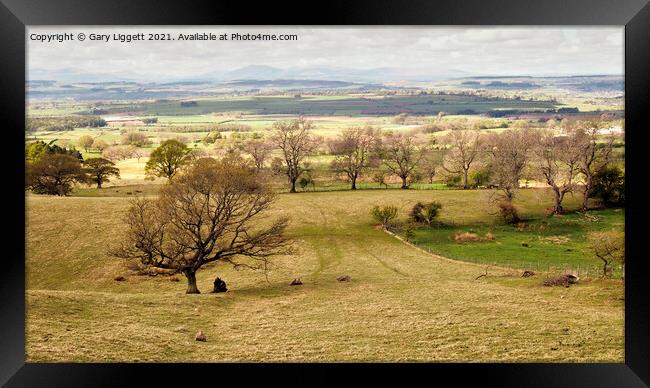 Trees at Nettle Fold Framed Print by Gary Liggett