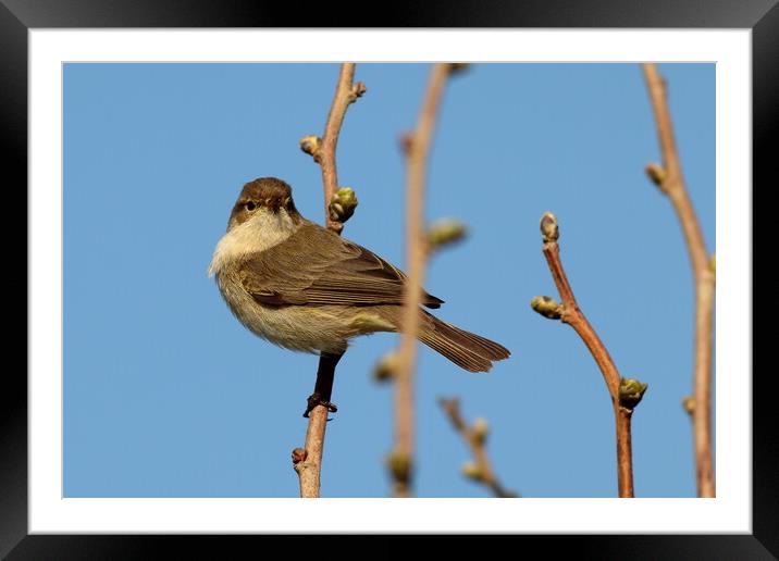 Whitethroat, Curruca communis Framed Mounted Print by Bryan 4Pics