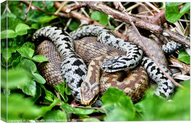 Pair of Adders Canvas Print by Diana Mower