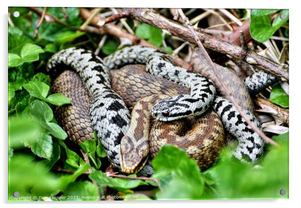Pair of Adders Acrylic by Diana Mower