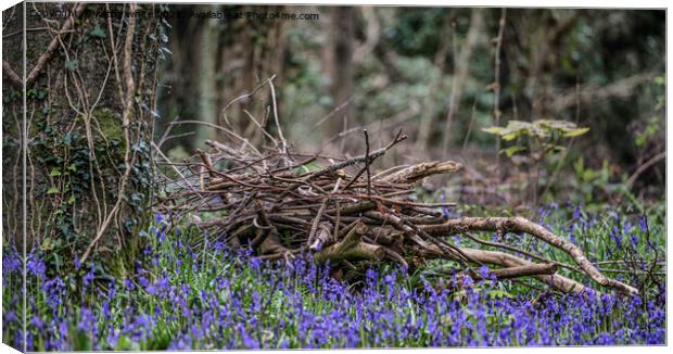 English BluebellsWood, Cornwall Canvas Print by kathy white