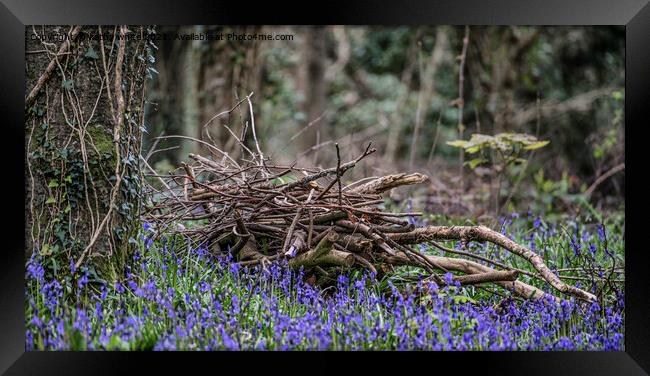 English BluebellsWood, Cornwall Framed Print by kathy white