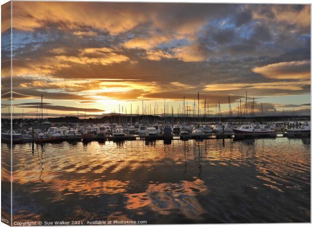 Amble harbour sunset Canvas Print by Sue Walker