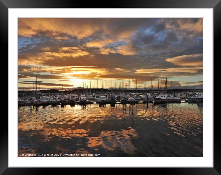 Amble harbour sunset Framed Mounted Print by Sue Walker