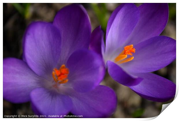 Crocus Colour Print by Mick Surphlis