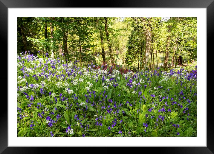 English Bluebell Wood, wild garlic,Cornwall Framed Mounted Print by kathy white