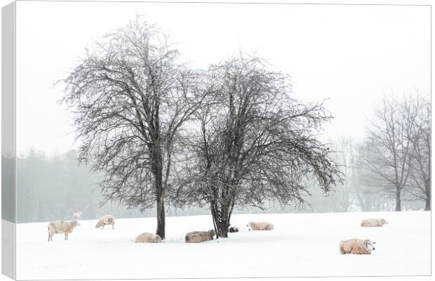 Sheep In Snow Covered Fields in Rural England Canvas Print by Peter Greenway