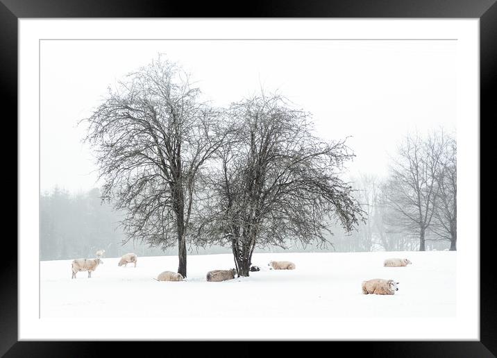 Sheep In Snow Covered Fields in Rural England Framed Mounted Print by Peter Greenway