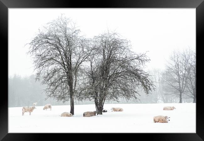 Sheep In Snow Covered Fields in Rural England Framed Print by Peter Greenway