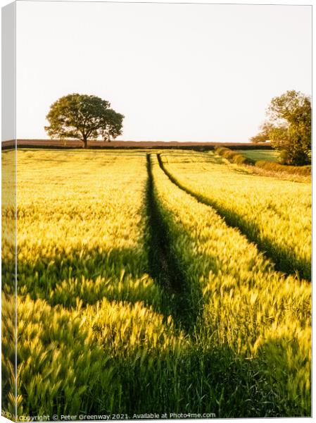 WHEAT FIELD IN SUMMER Canvas Print by Peter Greenway