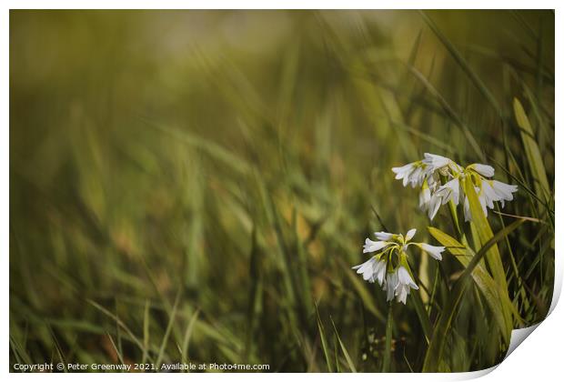 White Spring Bluebells Print by Peter Greenway