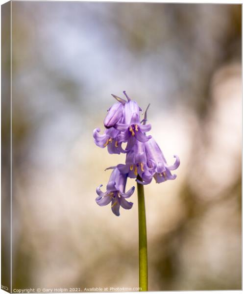 First bluebell of spring Canvas Print by Gary Holpin