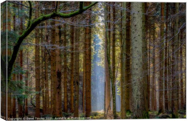 Sunlit Glade Canvas Print by David Tinsley