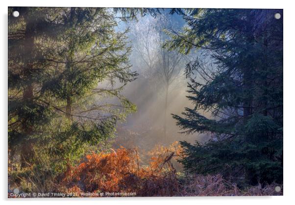 Late Winter Sunbeams Acrylic by David Tinsley