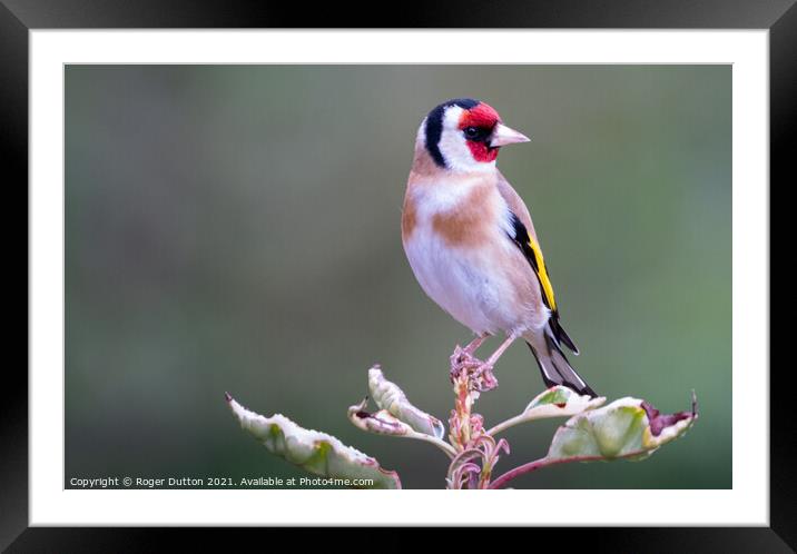 Goldfinch a Vibrant Beauty Framed Mounted Print by Roger Dutton