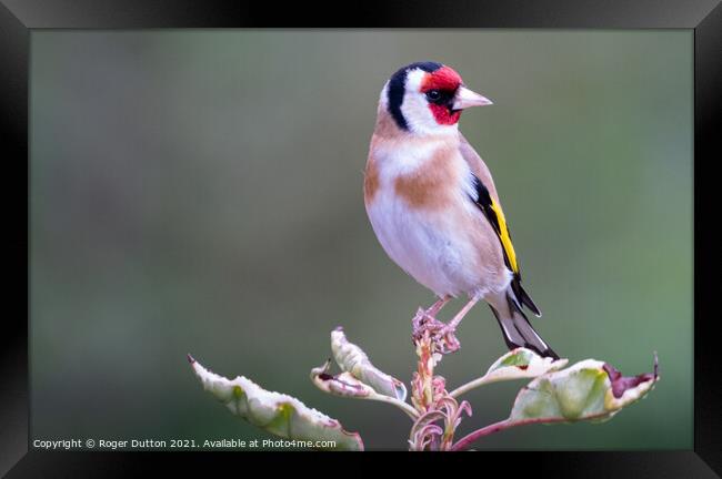 Goldfinch a Vibrant Beauty Framed Print by Roger Dutton