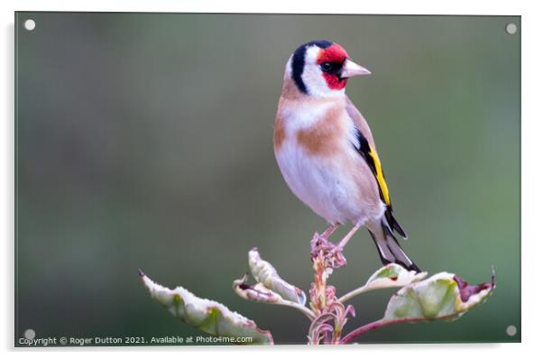 Goldfinch a Vibrant Beauty Acrylic by Roger Dutton