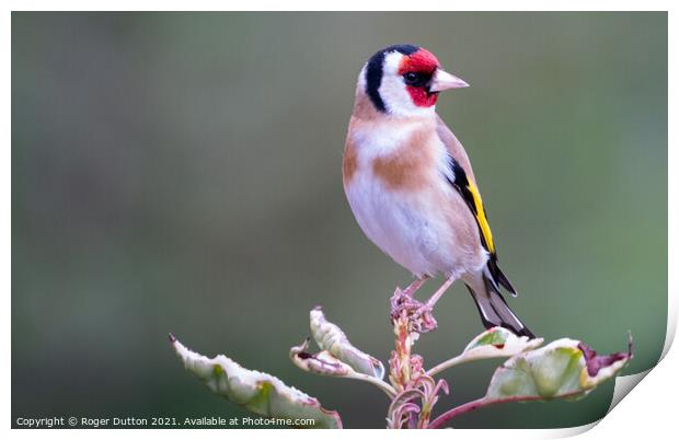 Goldfinch a Vibrant Beauty Print by Roger Dutton