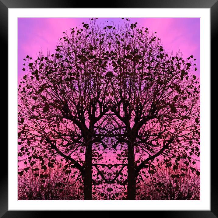 Tree at Sunset in York Framed Mounted Print by June Ross