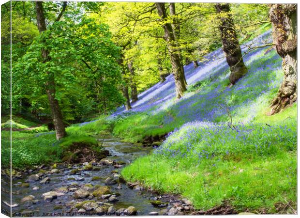 Bluebell Wood in the Eden Valley, Cumbria Canvas Print by June Ross