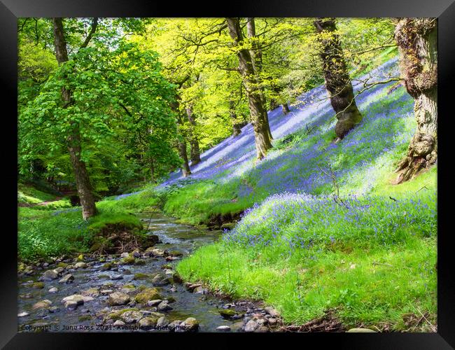 Bluebell Wood in the Eden Valley, Cumbria Framed Print by June Ross