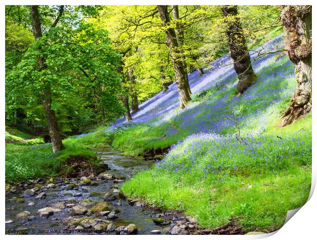 Bluebell Wood in the Eden Valley, Cumbria Print by June Ross