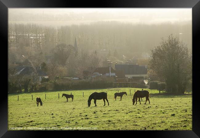Horses grazing  in a field in winter in Normandy Framed Print by Delphimages Art
